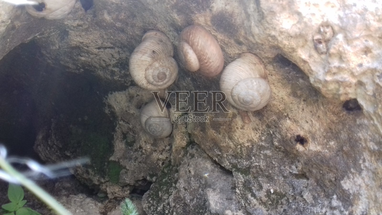 一群蜗牛照片摄影图片