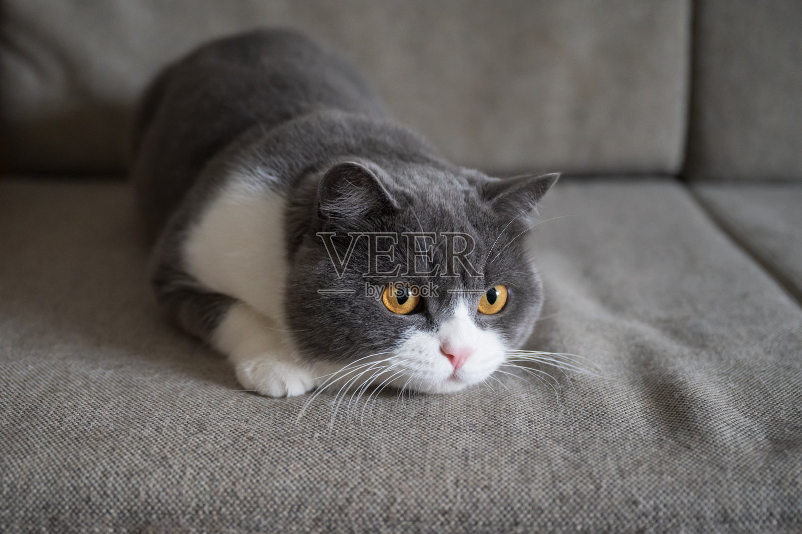 英国短毛猫躺在沙发上照片摄影图片