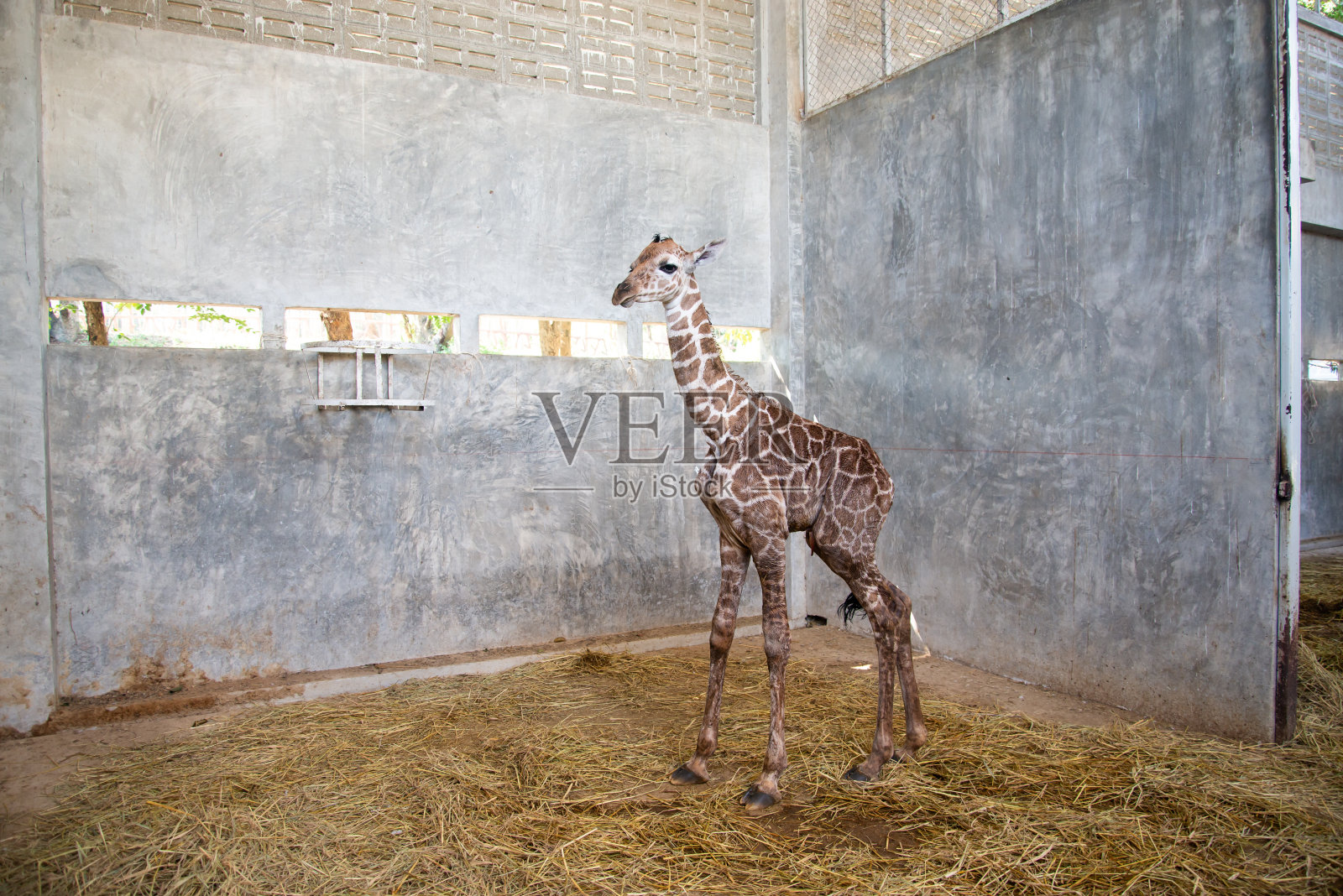 小长颈鹿是在陆地上生产的第一胎。照片摄影图片