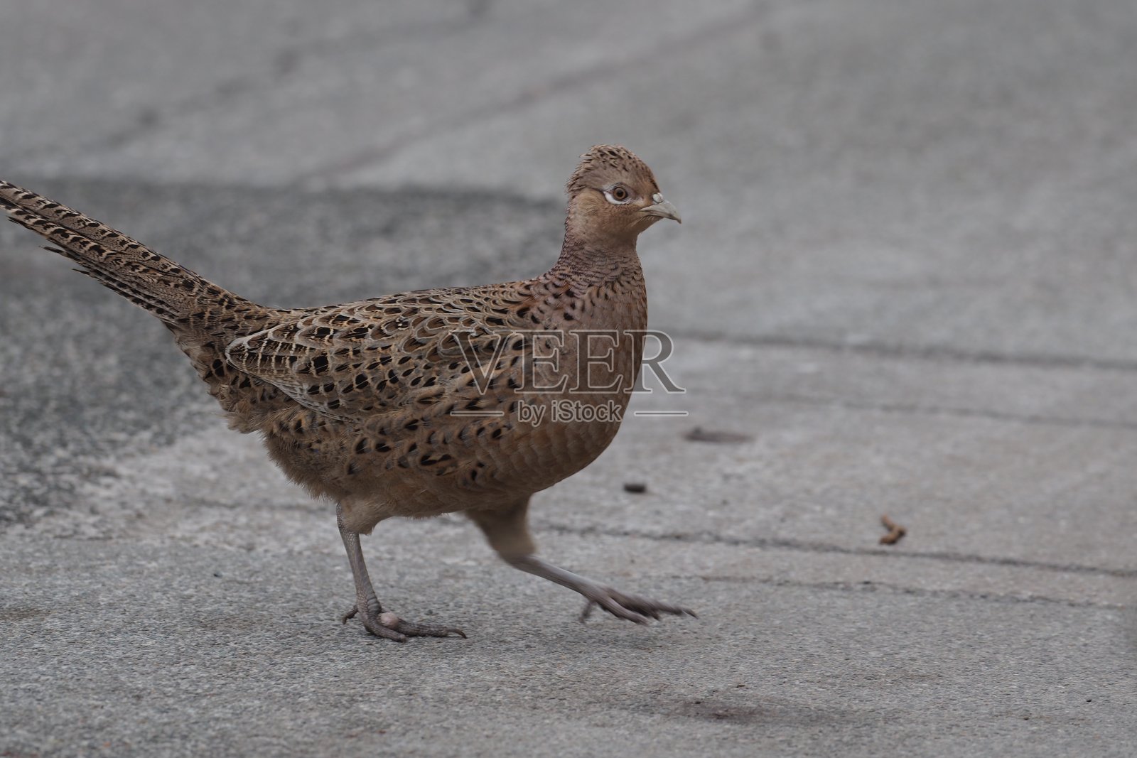 狩猎雉鸡，雄雉，雌雉，照片摄影图片