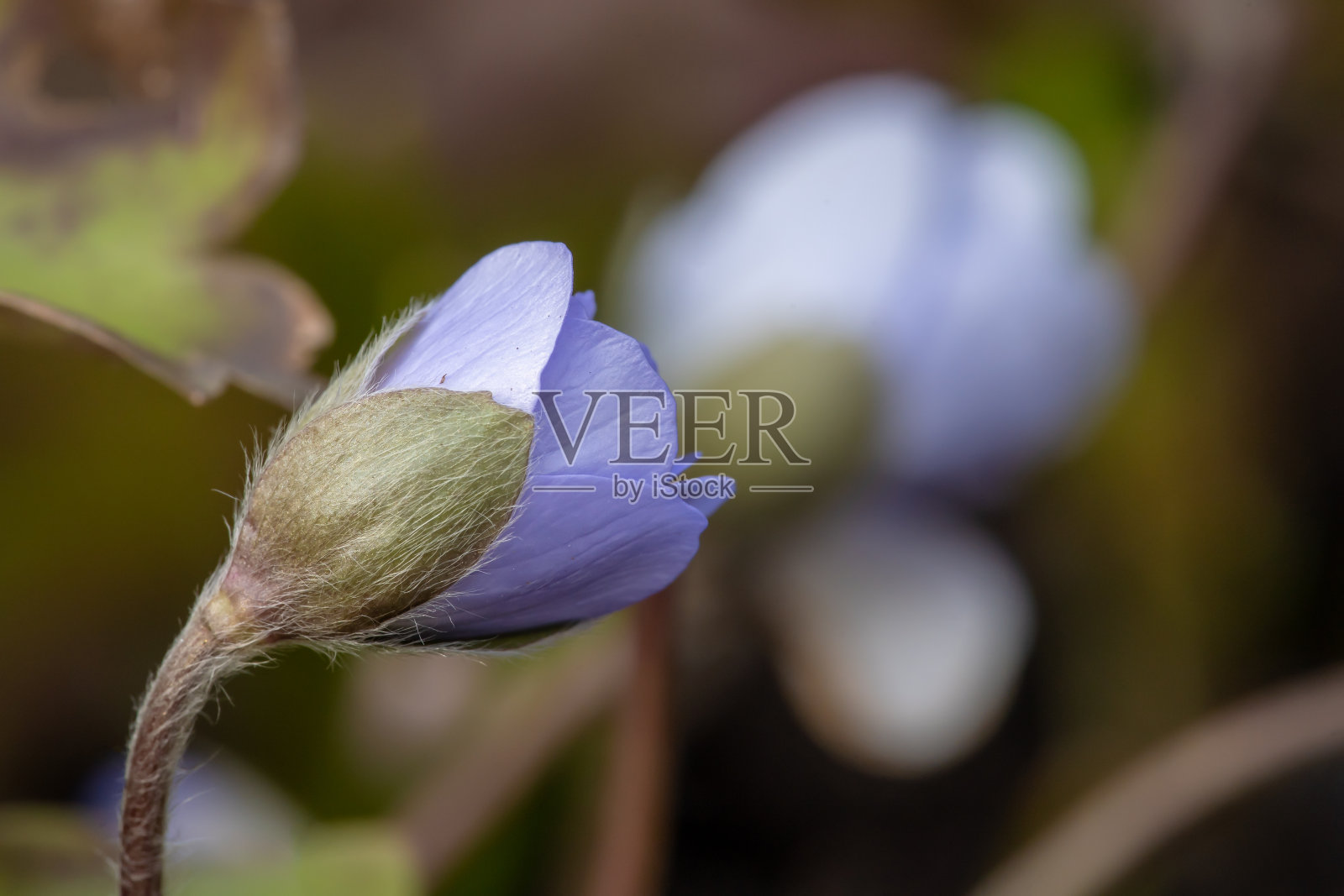 Hepatica之花照片摄影图片