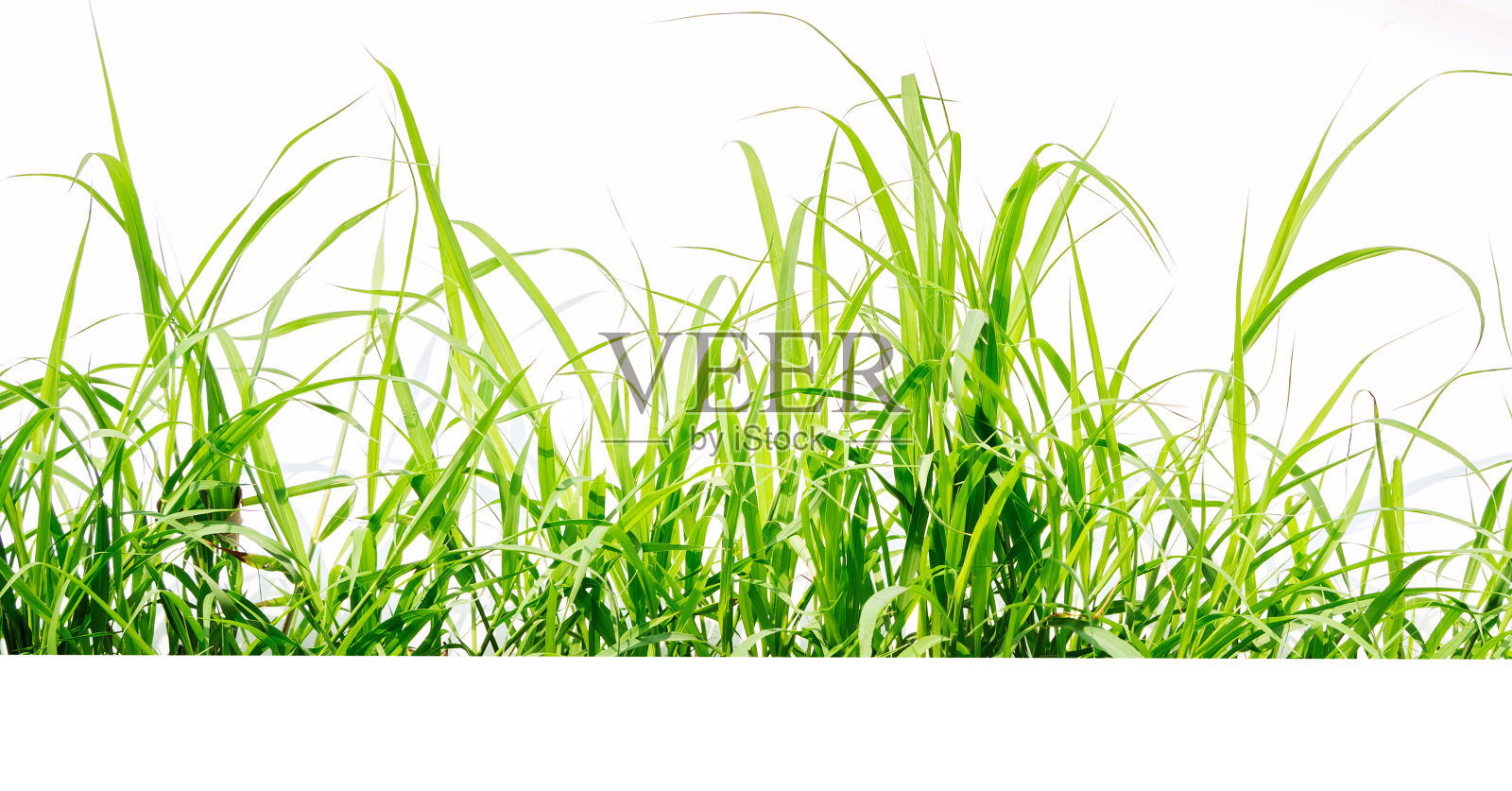 绿色的草孤立在白色的背景上照片摄影图片