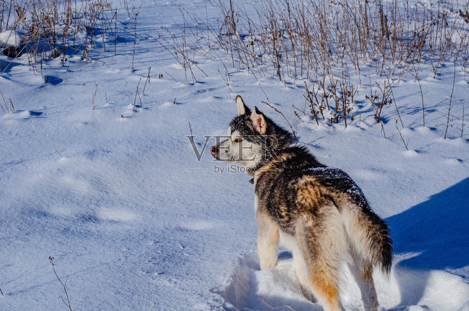 年幼的西伯利亚哈士奇狗黑白相间的颜色在雪夜阳光灿烂的冬日里的森林里。照片摄影图片