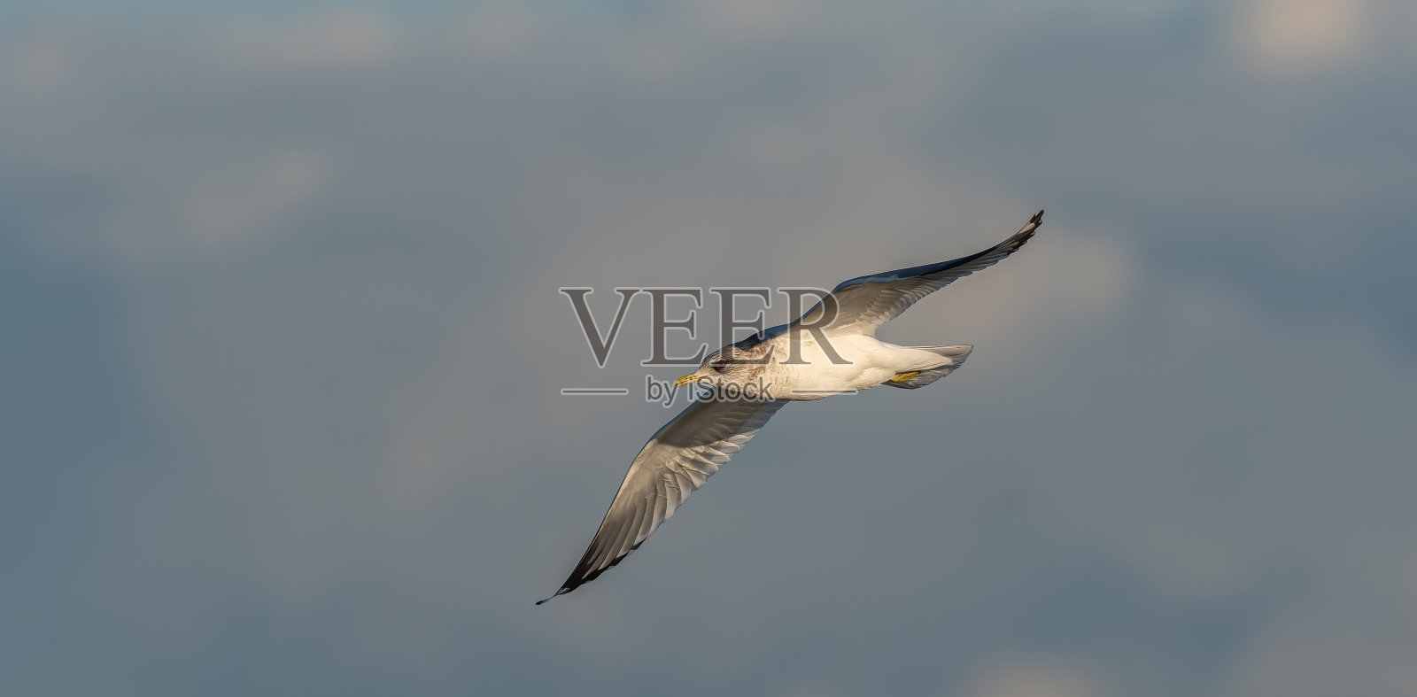 海鸥在阳光下飞翔，加拿大BC省温哥华照片摄影图片