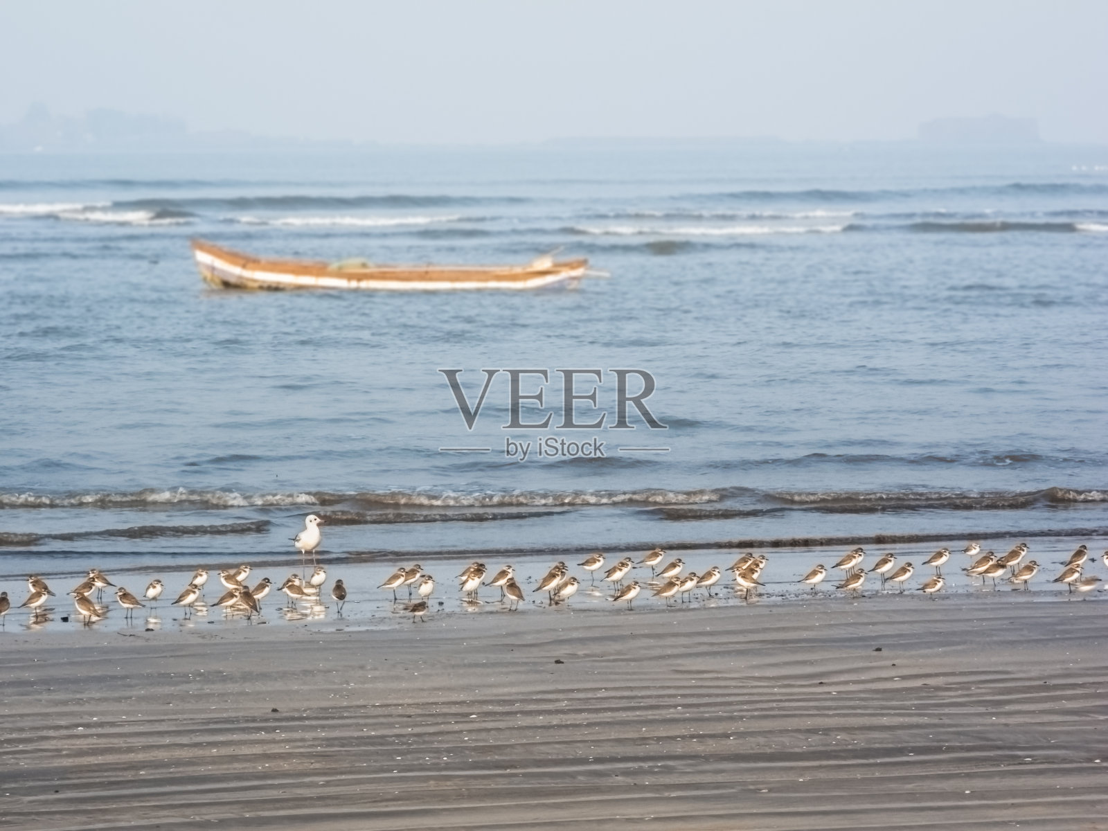 千鸟和一艘船照片摄影图片