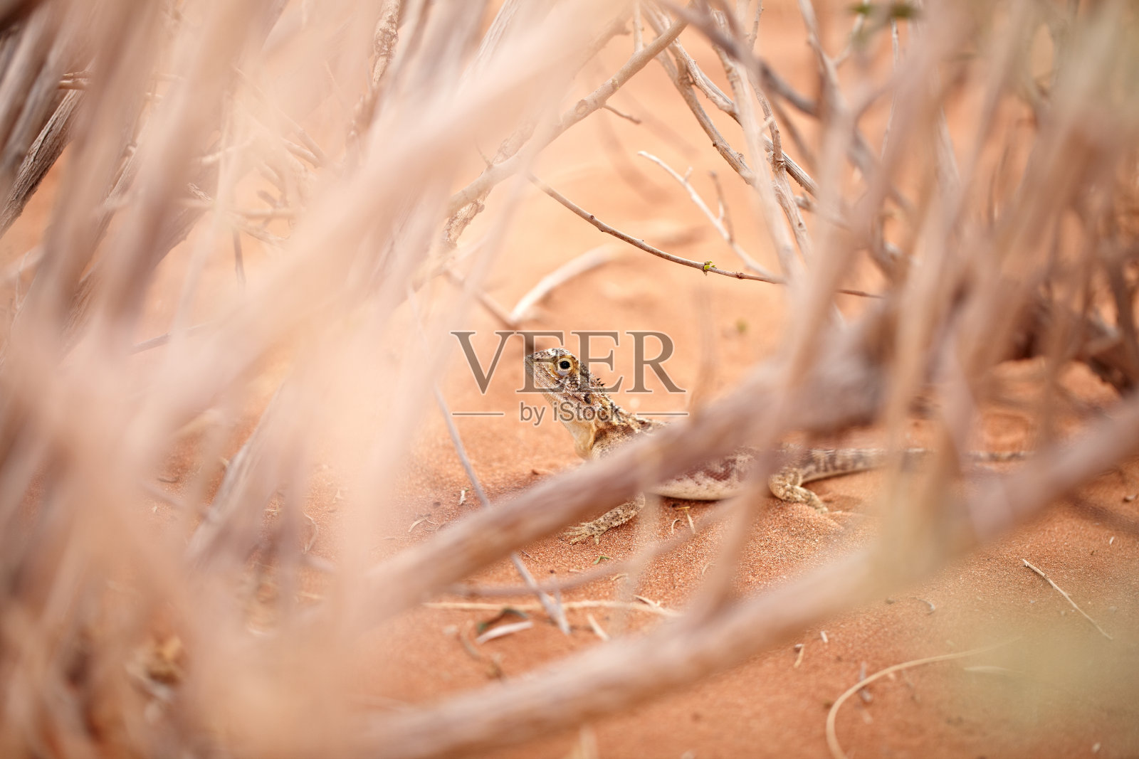 各种非洲动物照片摄影图片