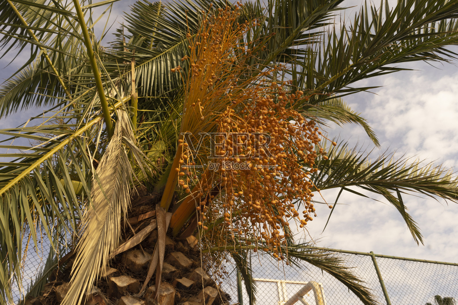 棕榈赛特斯照片摄影图片