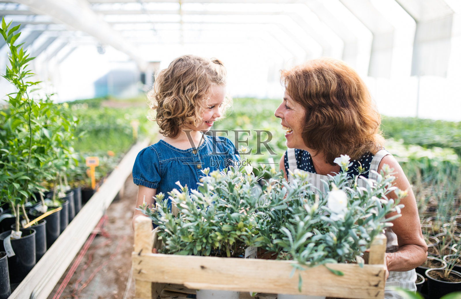 小女孩和老奶奶在温室里种花。照片摄影图片