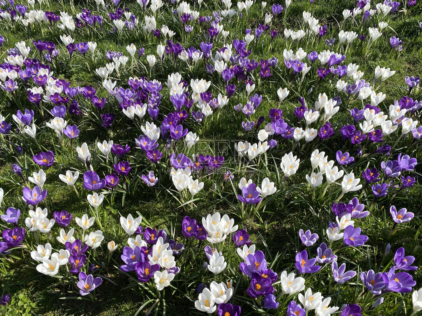 新自然的生活照片摄影图片