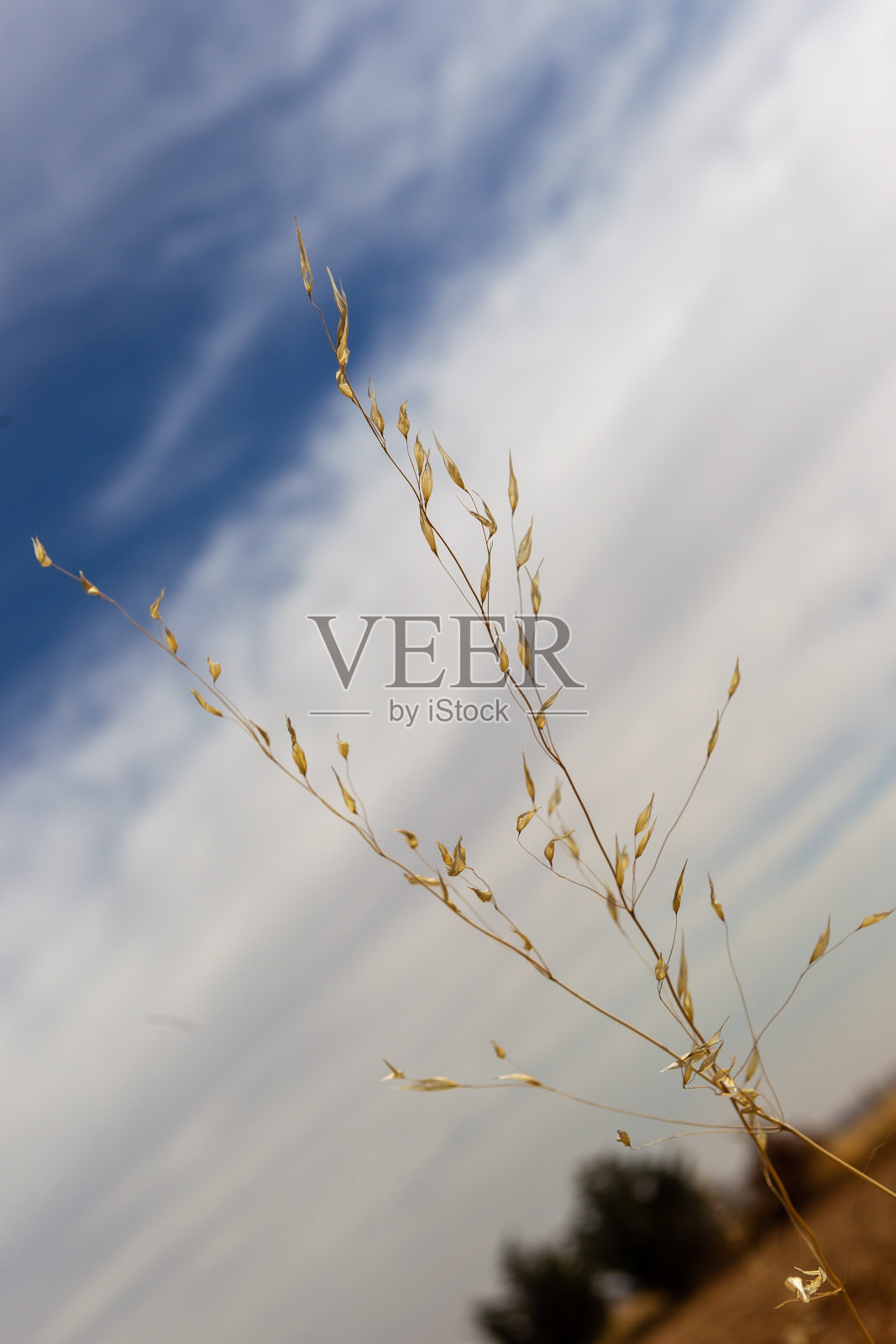 巴纳燕麦，一种野生燕麦。照片摄影图片