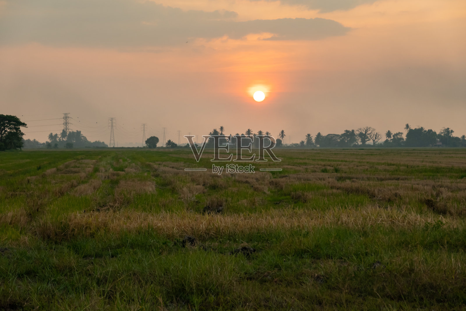 美丽的日落在稻田照片摄影图片