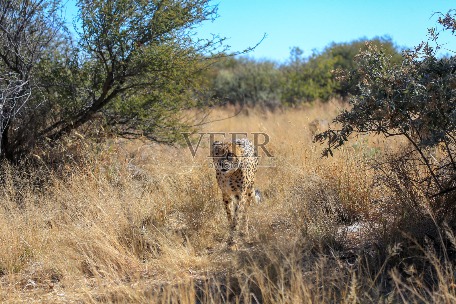 年轻的猎豹走在金色的草地上照片摄影图片