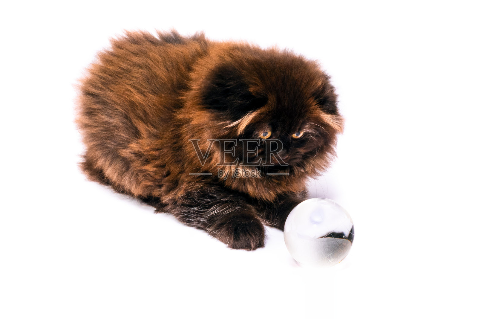 毛球新生，棕色，茶色苏格兰折长毛小猫照片摄影图片