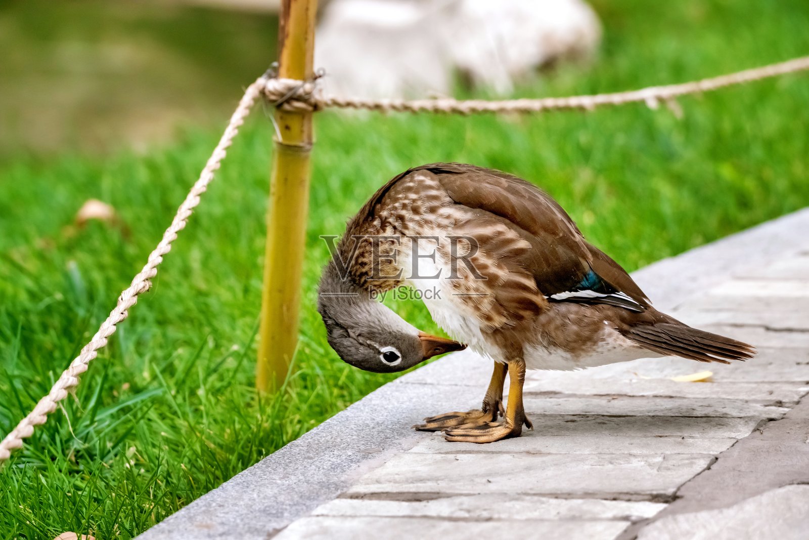 公园里的中国鸭子，小鸟照片摄影图片