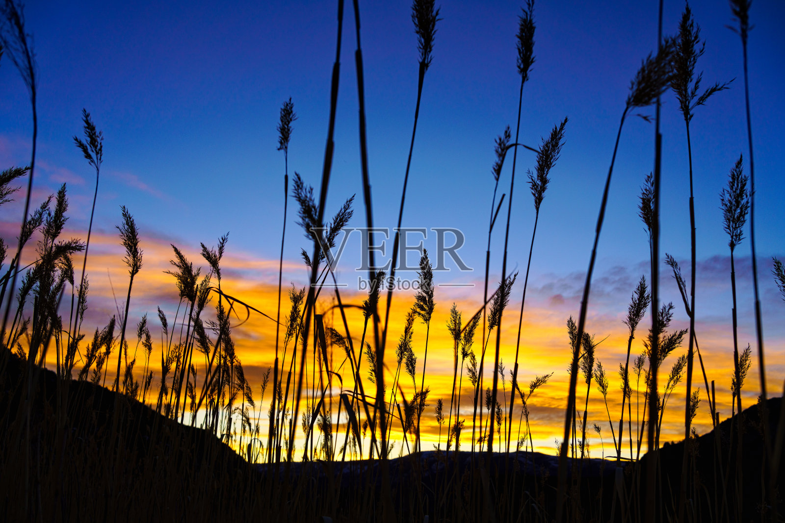 植物茎秆剪影日落天空照片摄影图片
