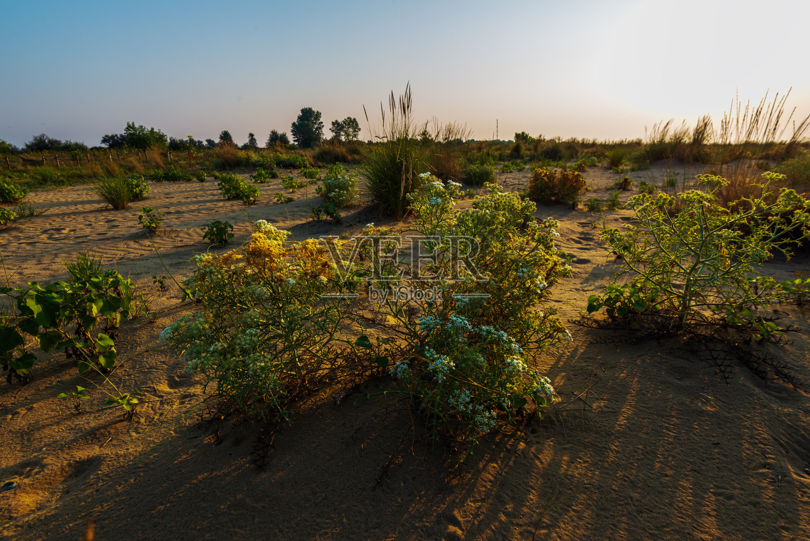 威尼斯的比比恩·皮涅达·拉格隆照片摄影图片