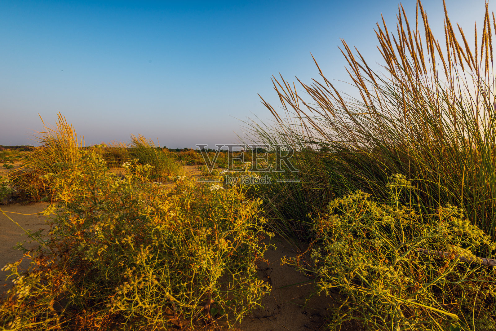 威尼斯的比比恩·皮涅达·拉格隆照片摄影图片