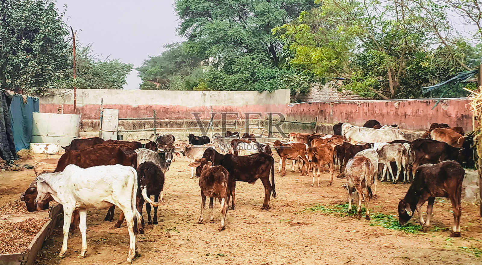 牧场上的一群牛照片摄影图片