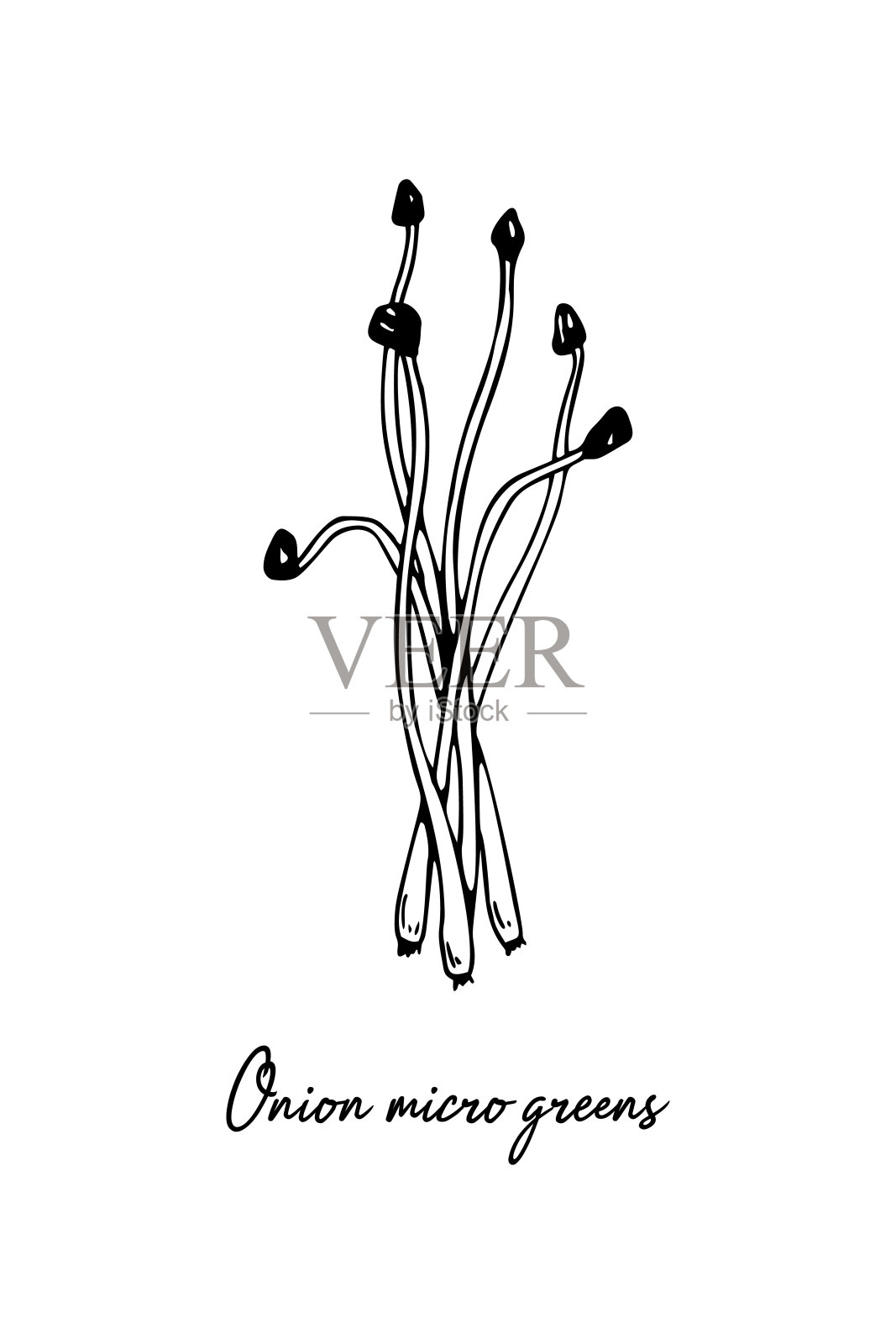 手绘洋葱微绿色。矢量插图素描风格孤立在白色背景插画图片素材