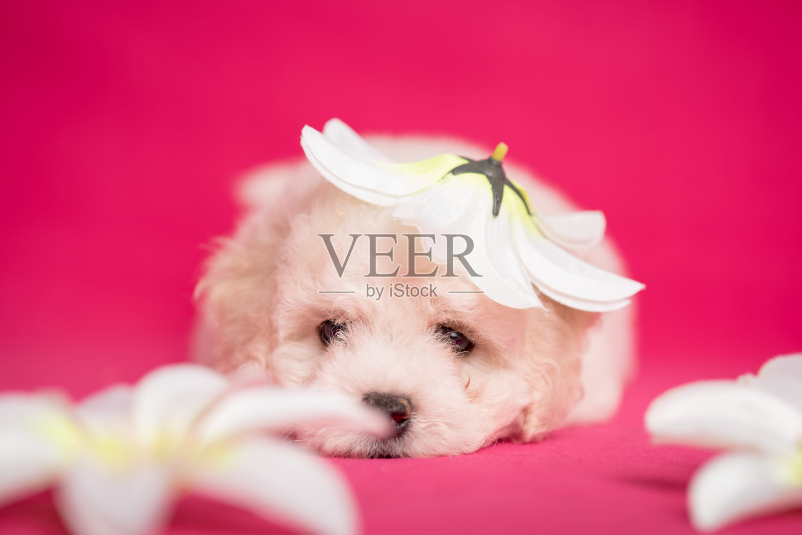 白色的比雄小狗在粉红色的背景与花。照片摄影图片