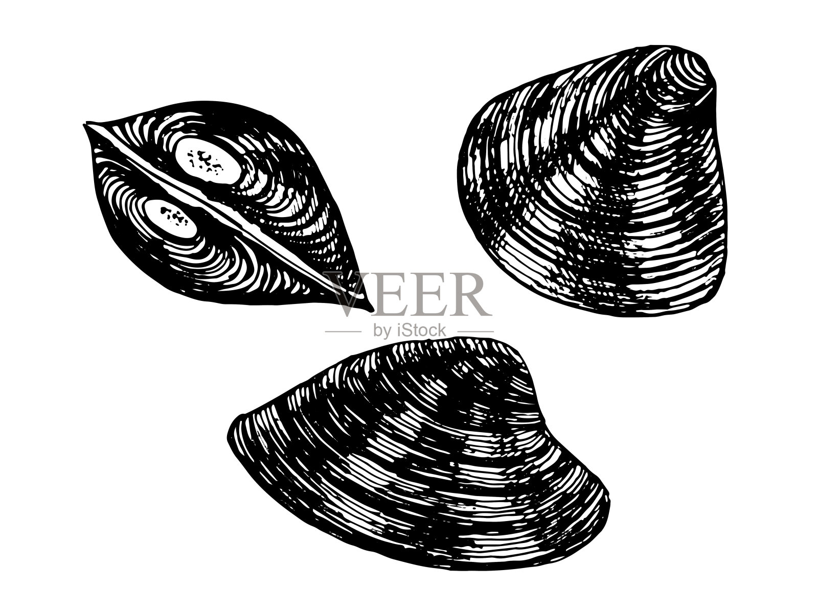 蚬软体动物类。手绘图片插画图片素材