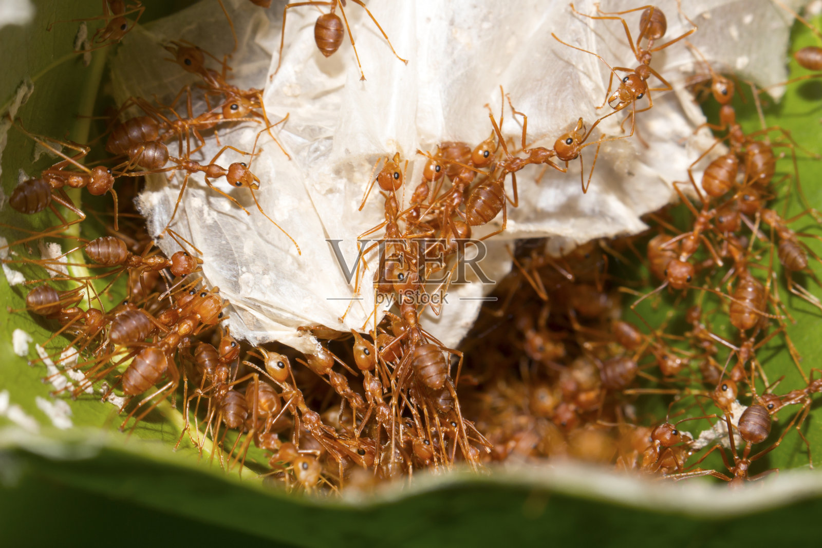 红蚂蚁正在帮着把树叶拉在一起筑巢照片摄影图片