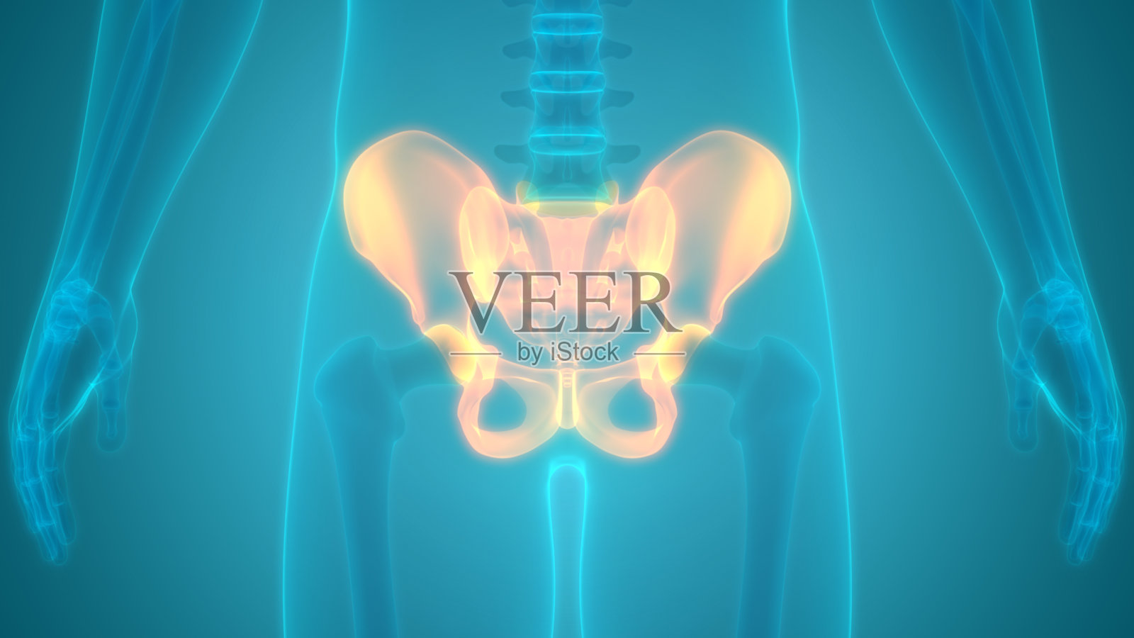人体骨骼系统、骨盆、骨、关节解剖学照片摄影图片