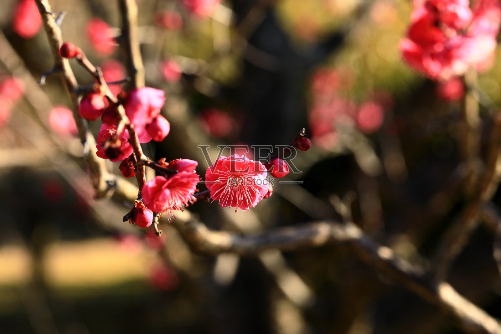 梅园里的梅照片摄影图片