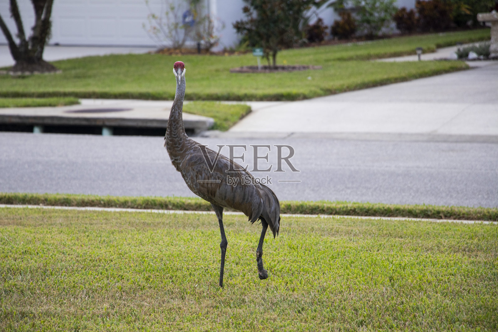 草地上受伤的沙丘鹤照片摄影图片