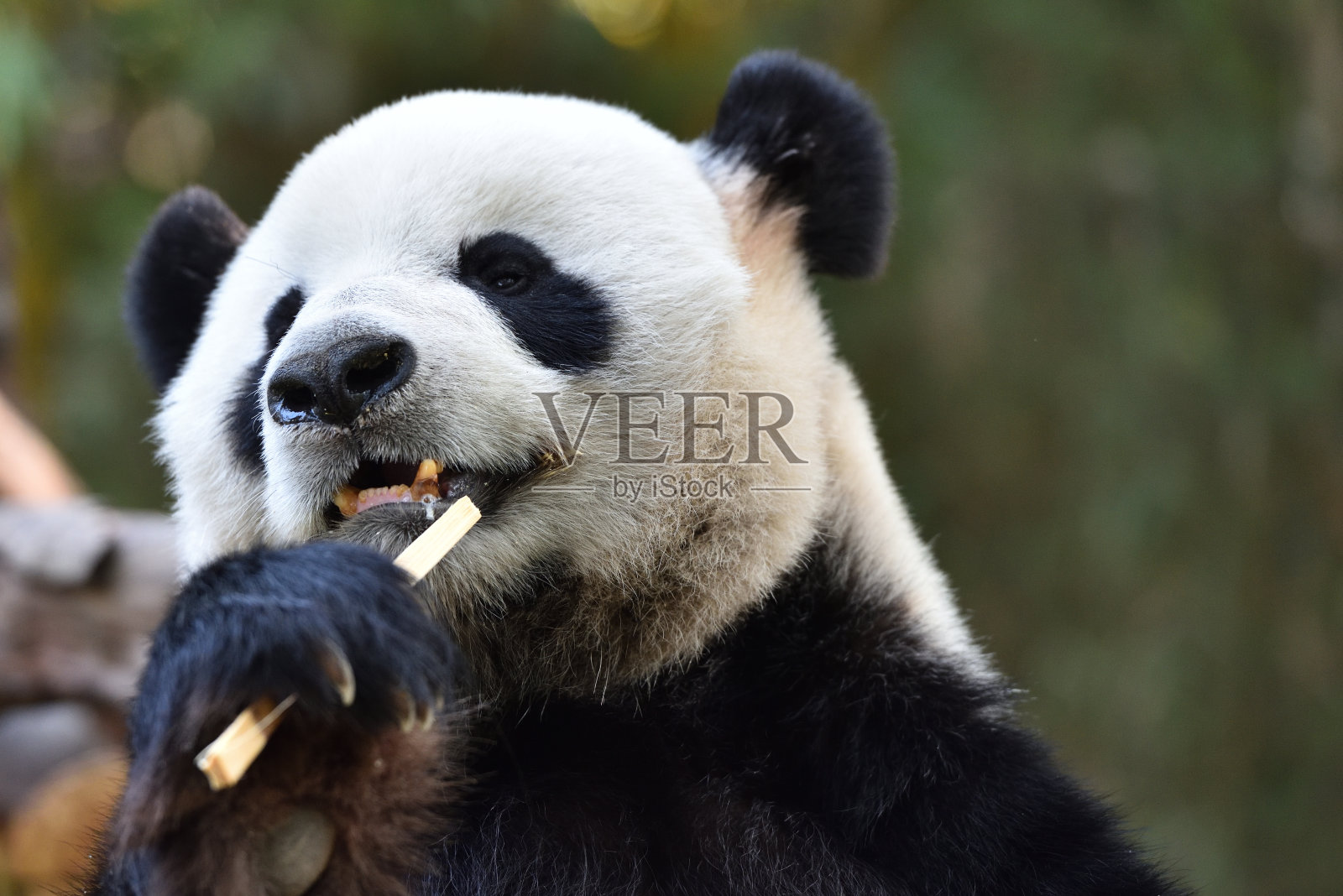 大熊猫在中国的特写照片摄影图片