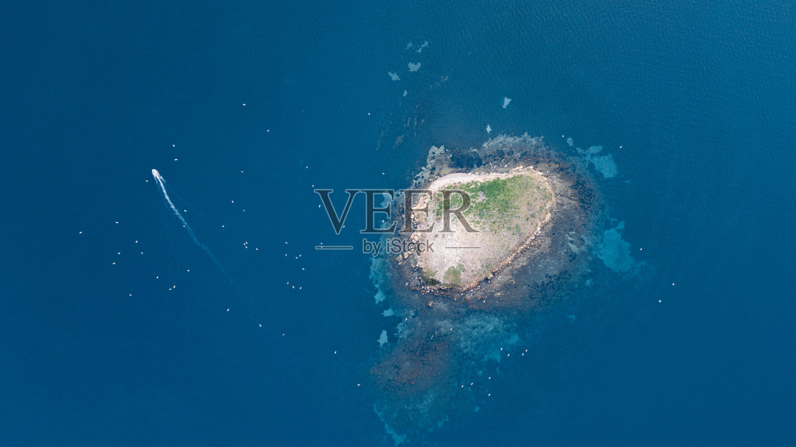 鸟瞰岛上的海鸥照片摄影图片