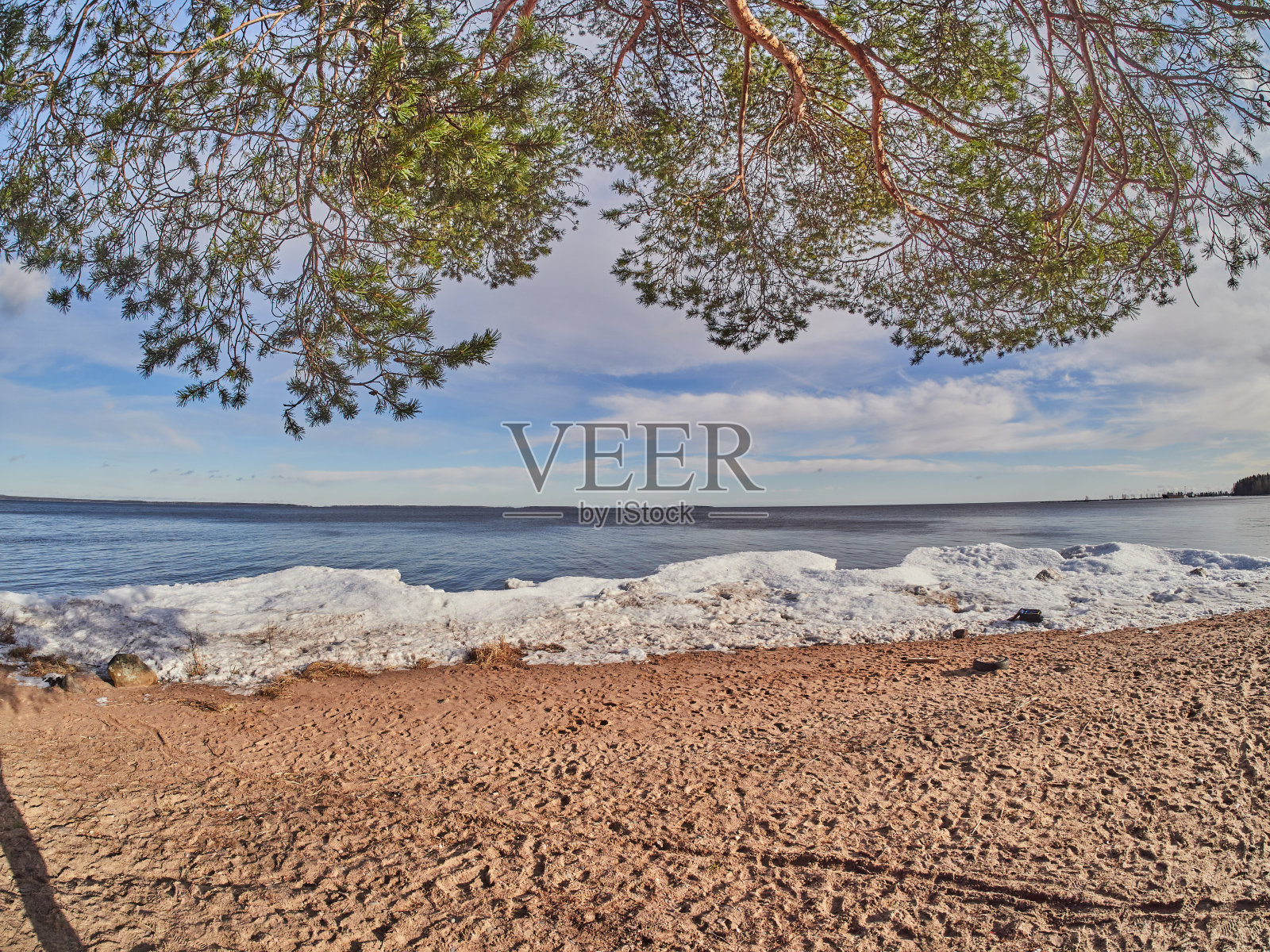 森林中云杉的树枝照片摄影图片