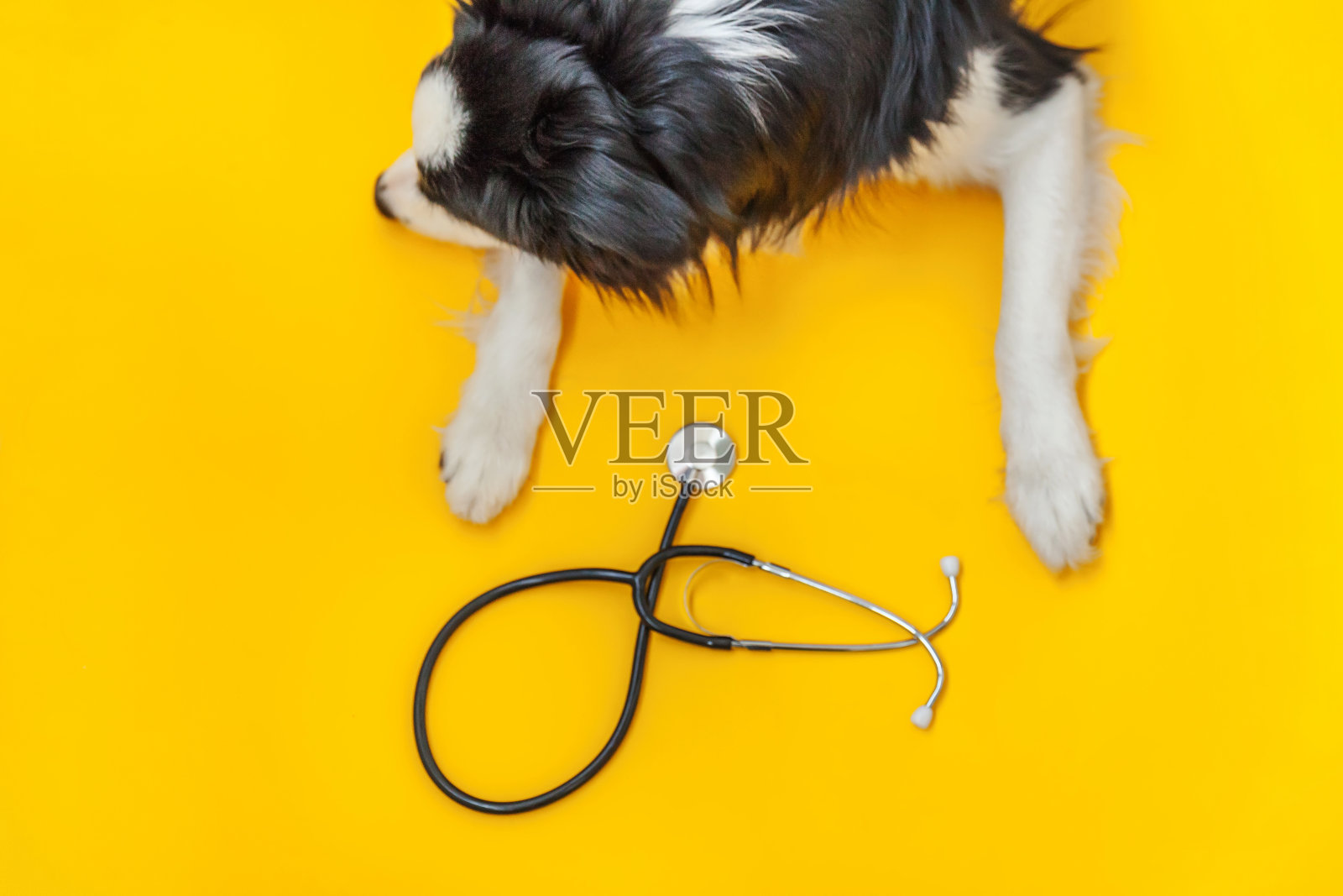 小狗边境牧羊犬和听诊器孤立在黄色背景。小狗在兽医诊所接待兽医。宠物保健和动物概念照片摄影图片