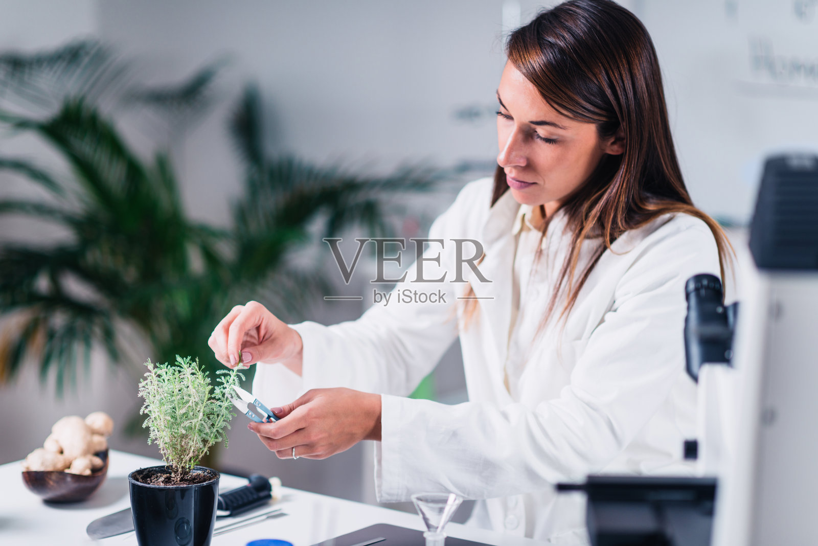 顺势疗法，顺势疗法医师准备草药照片摄影图片