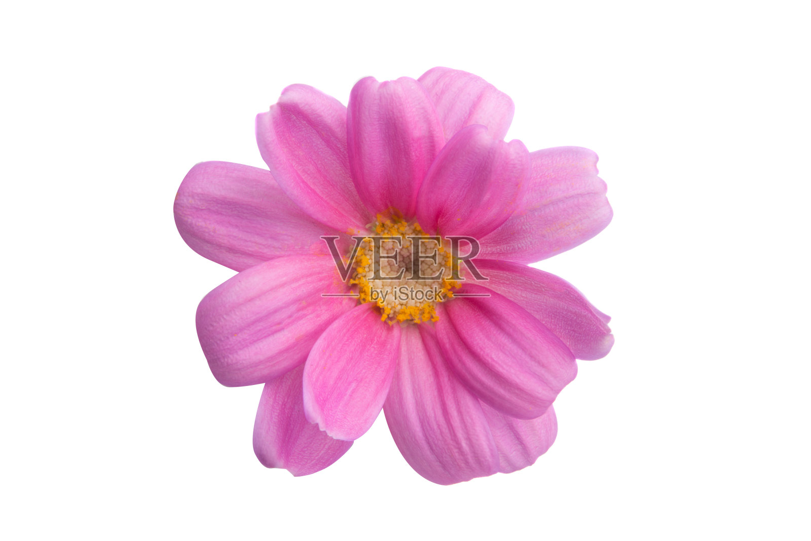 粉色pericallis孤立照片摄影图片