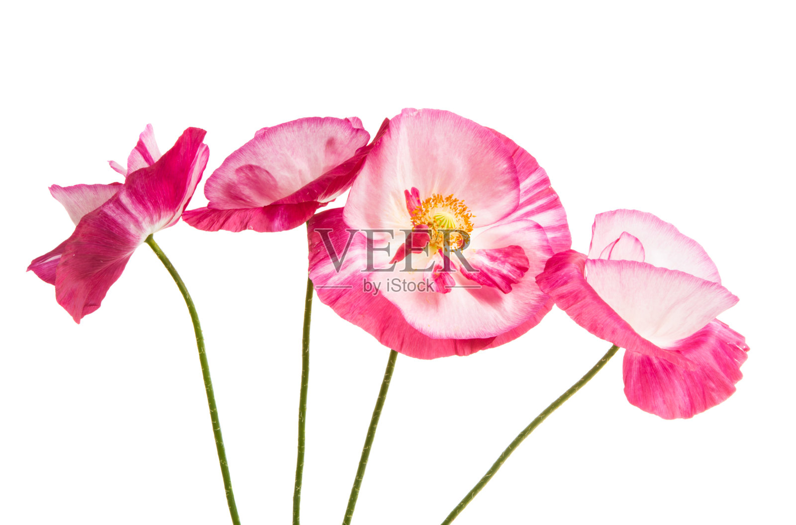 罂粟花花束孤立照片摄影图片