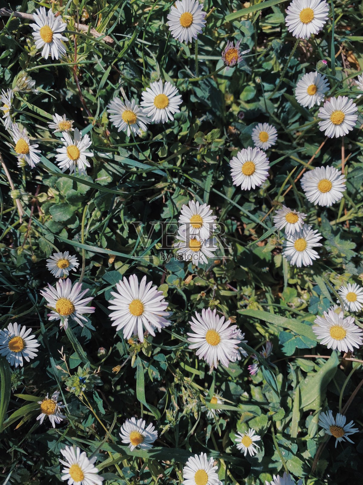 春天来了照片摄影图片