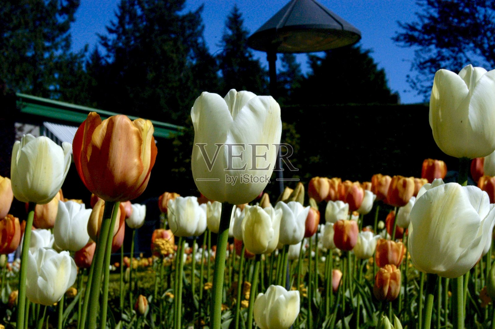 春天的郁金香照片摄影图片