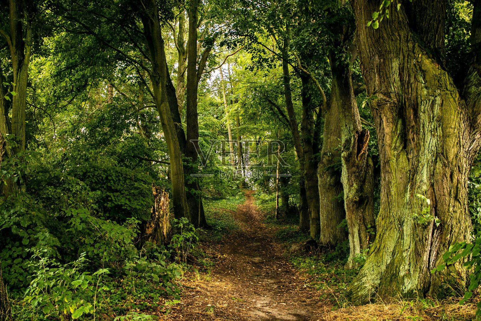 童话森林照片摄影图片