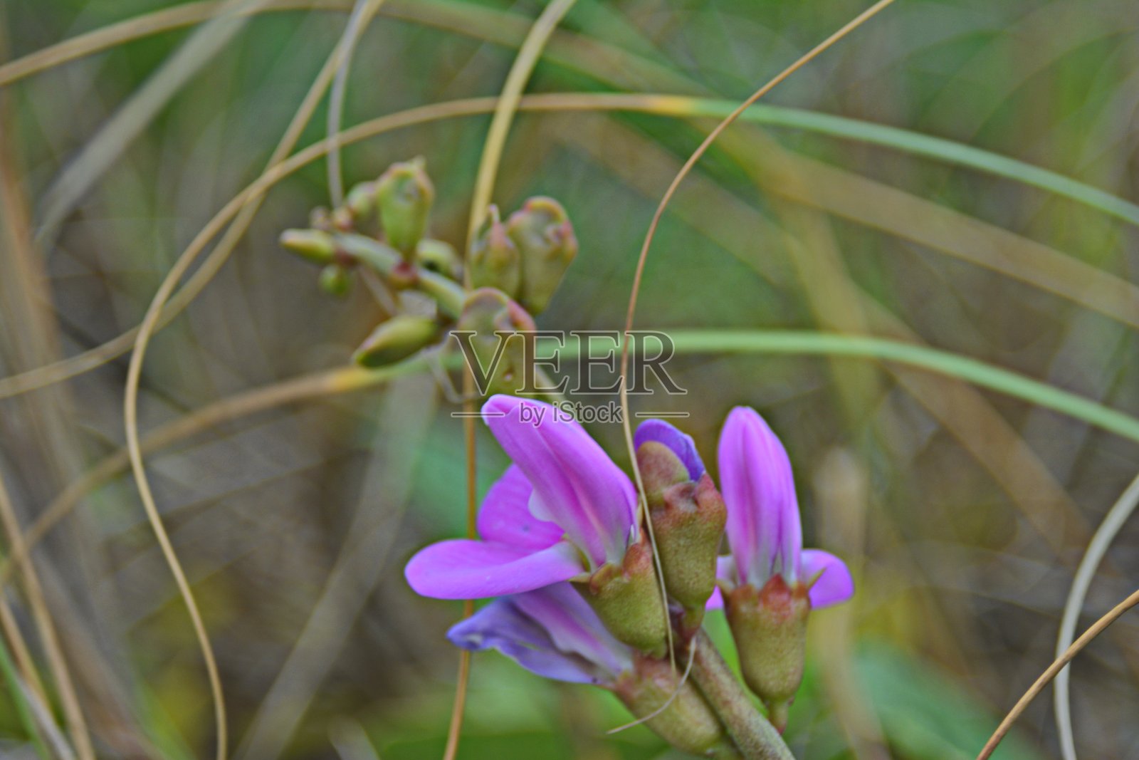 沙滩的花照片摄影图片
