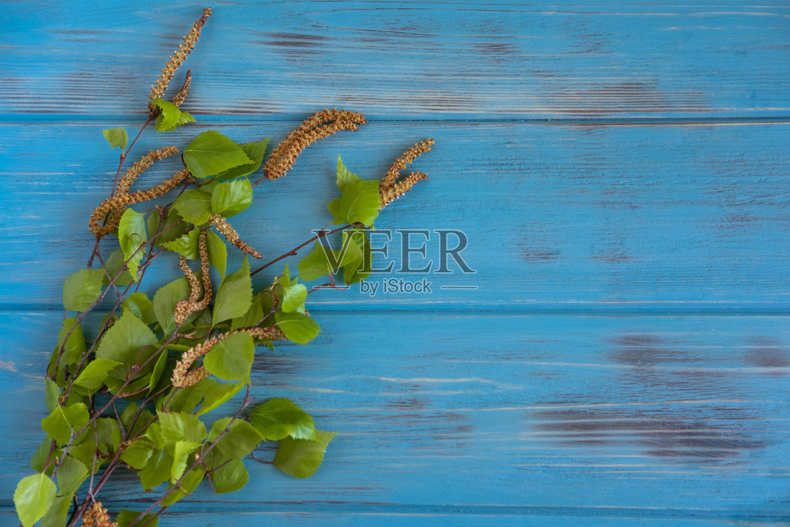 春天的背景是白桦树的枝干，在蓝色的木背景上有一个题字的地方。用于spring文本的框架。旗帜设计照片摄影图片