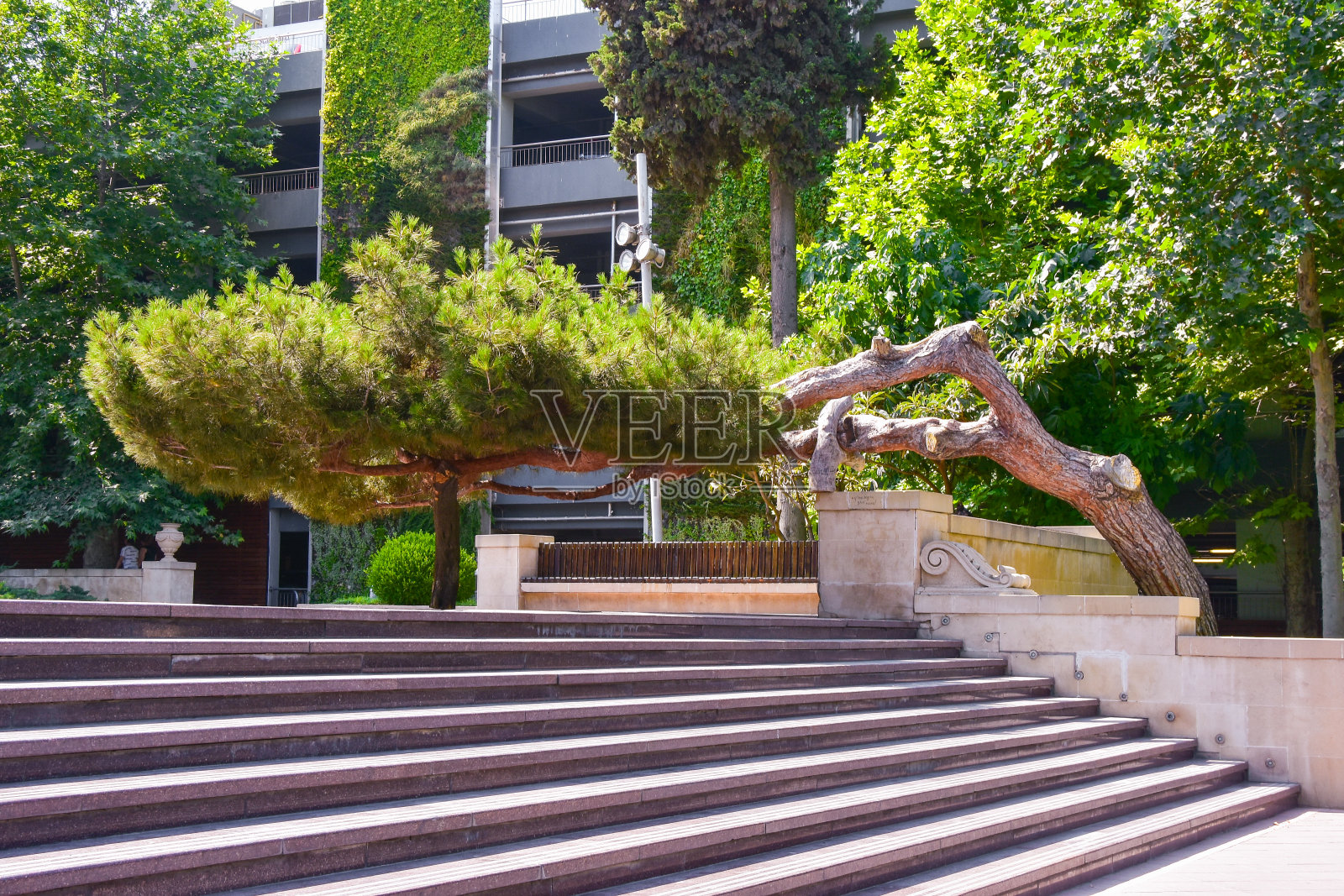 这是一棵罕见的弯曲树，位于巴库中心，靠近Icheri Sheher照片摄影图片