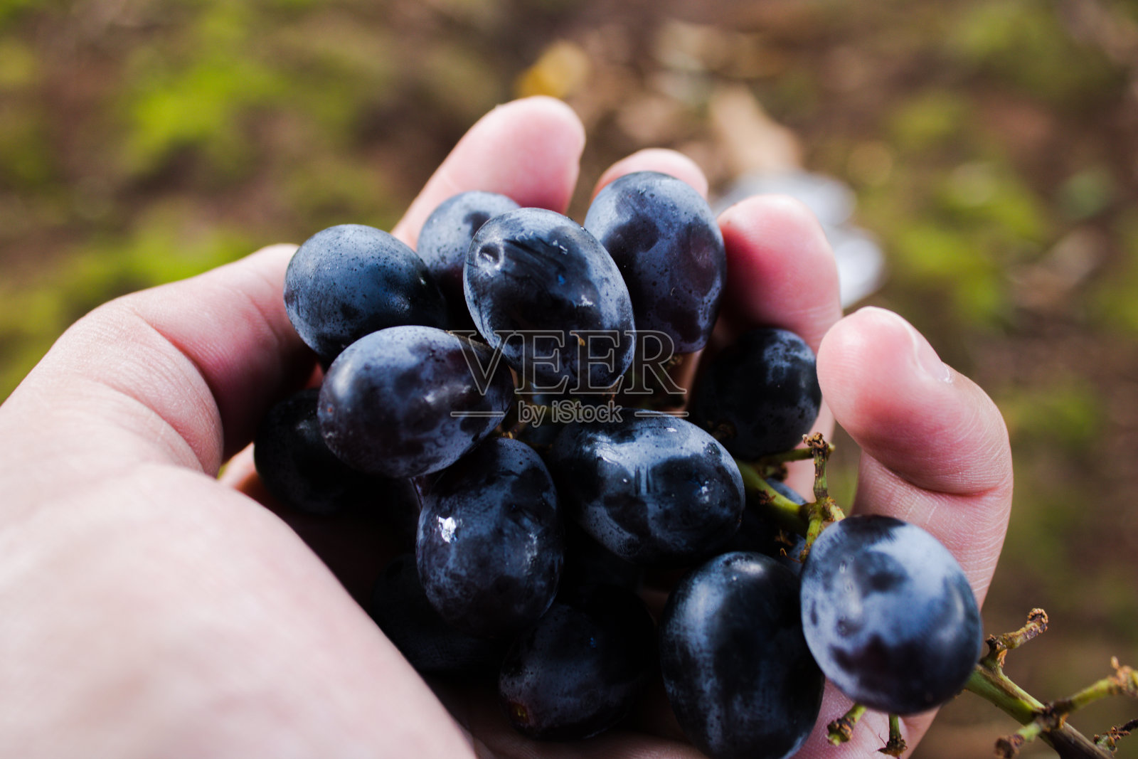 手上拿着甜甜的紫葡萄照片摄影图片