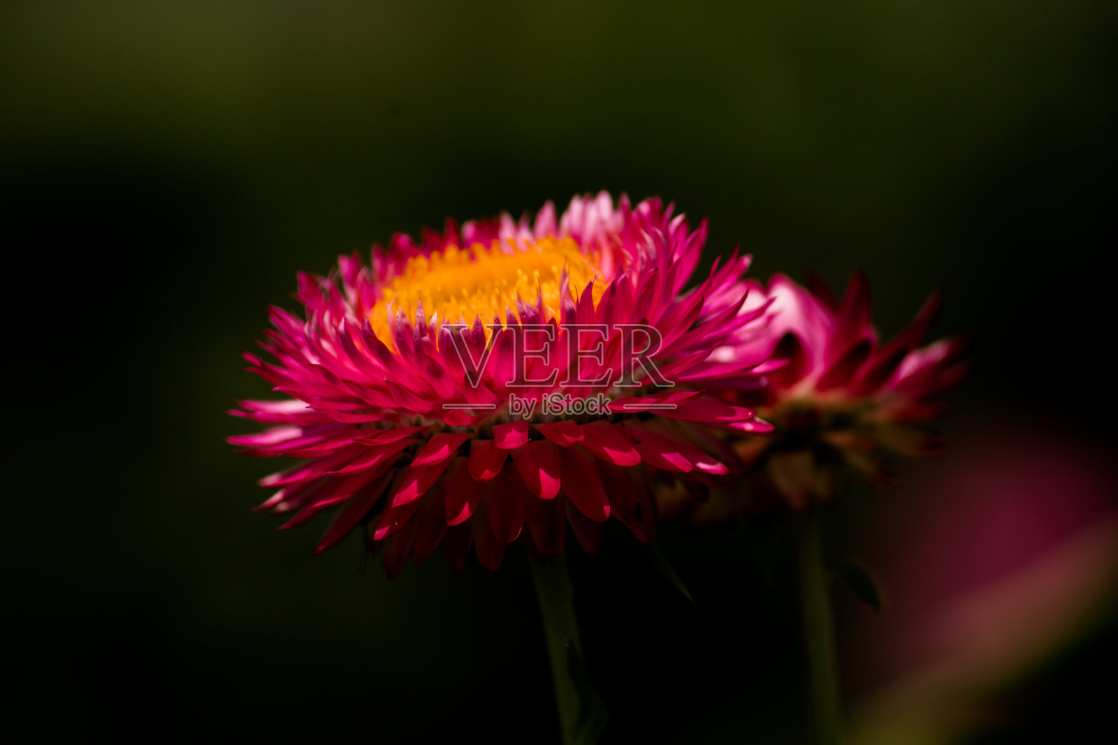 红色的花和芳香的昆虫照片摄影图片