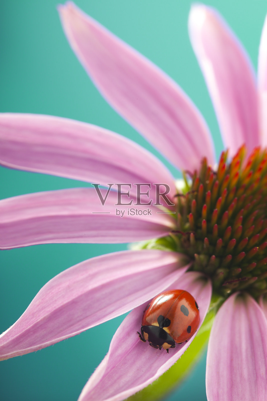 红瓢虫在紫锥花上，瓢虫在春天在花园植物的茎照片摄影图片