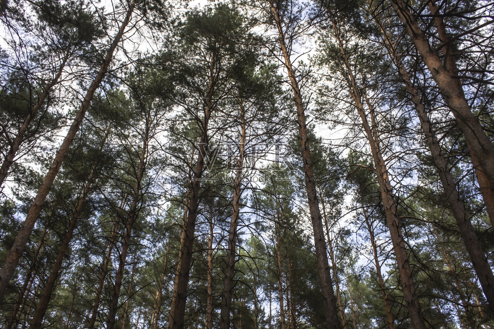 高大的干松映衬着蓝天。美丽的针叶树映衬着蓝天。松树林中高大树木的顶端。松树林中高大树木的顶端。松树上的蓝天。照片摄影图片