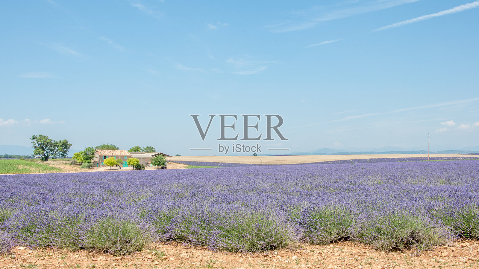 在法国南部的普罗旺斯种植薰衣草。照片摄影图片