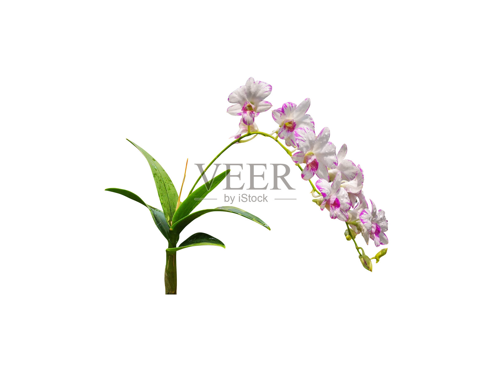 兰花花植物孤立包括修剪路径在白色的背景照片摄影图片