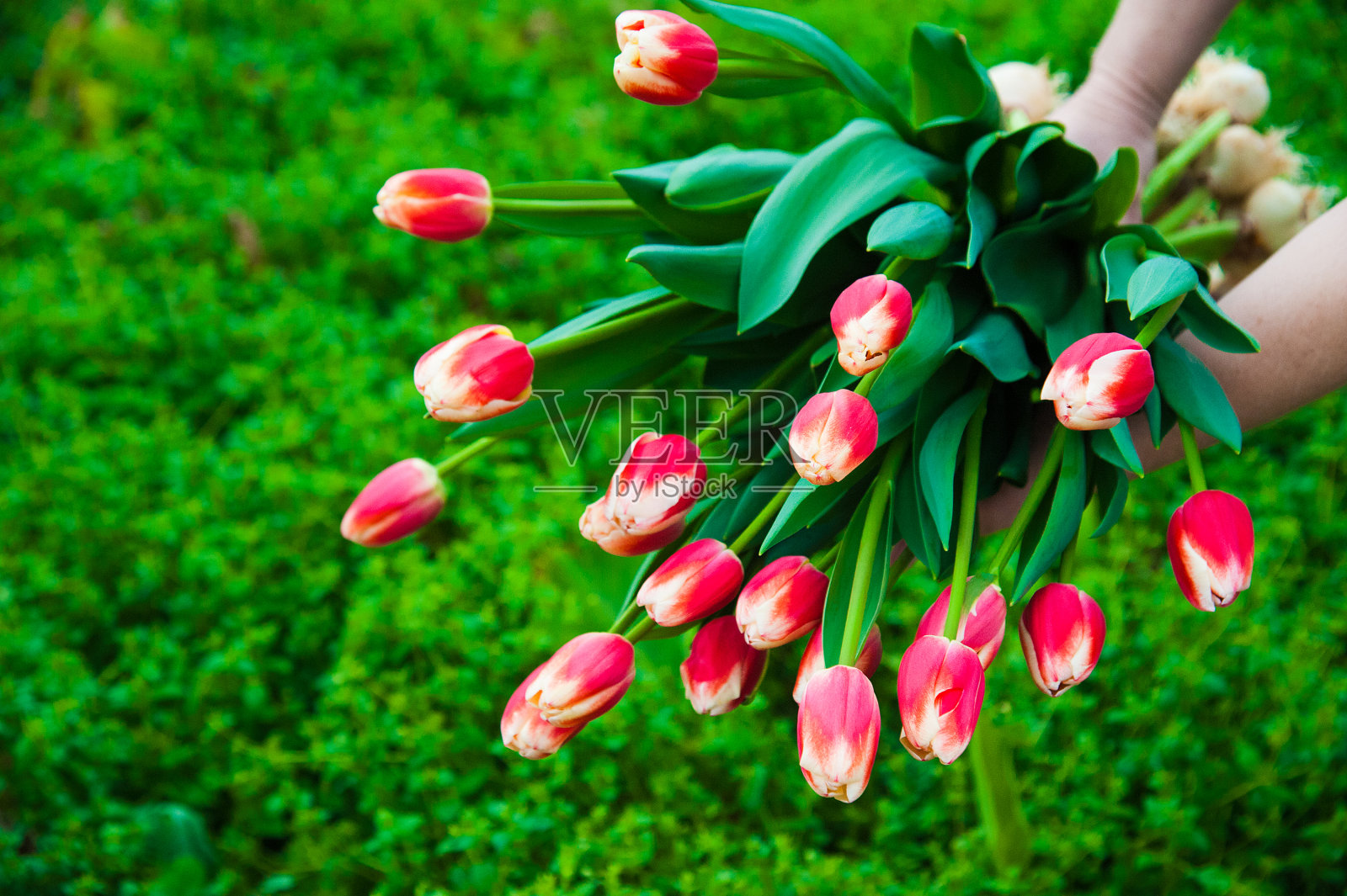 郁金香田的春景照片摄影图片