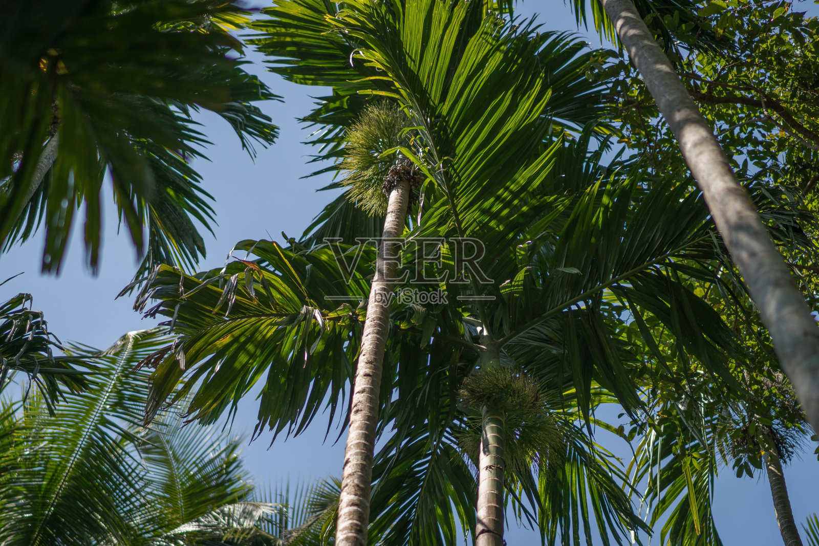 在蓝天的背景下，异国情调的棕榈树和椰子的图像照片摄影图片